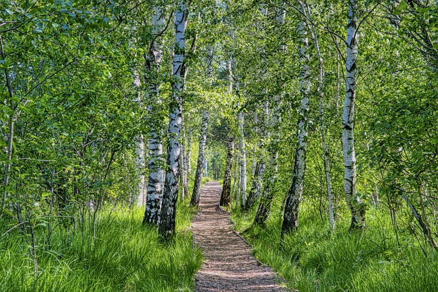 Birch trees and path in forrest